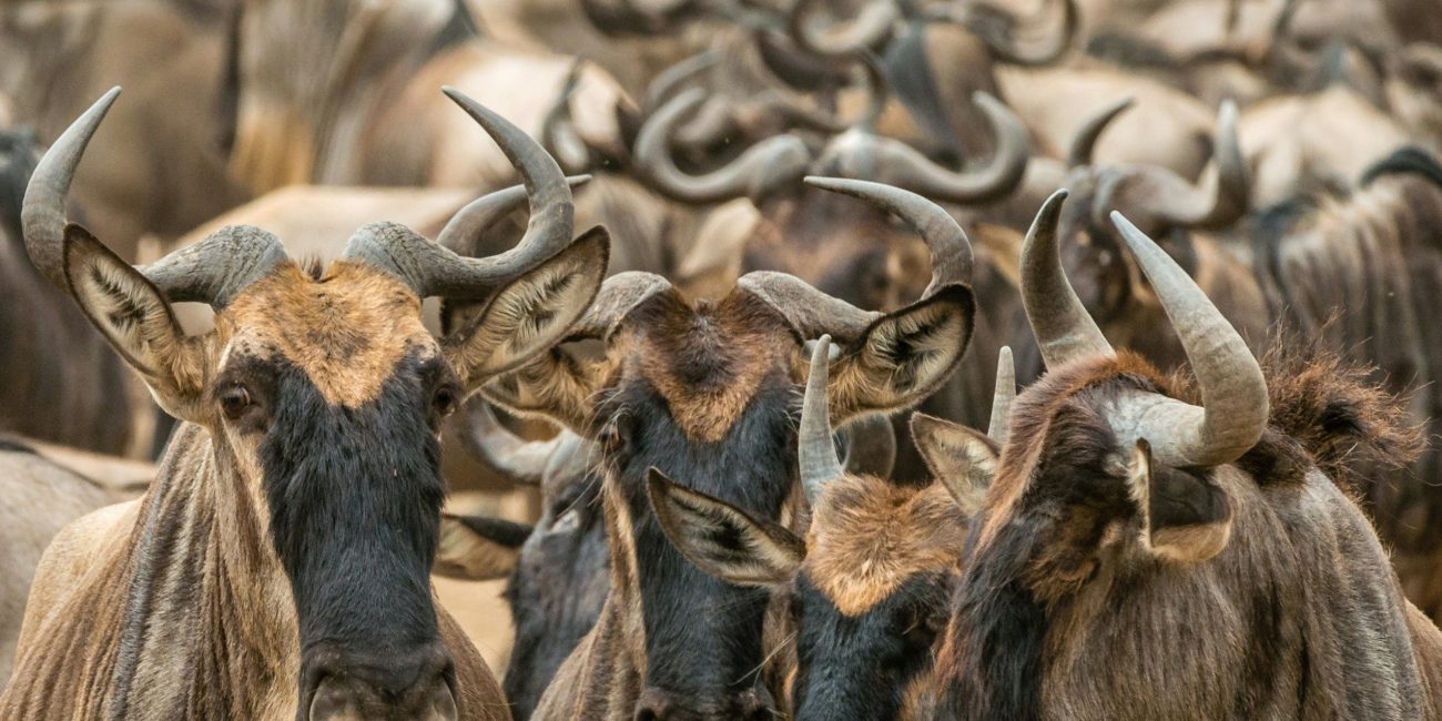 serengeti migration 12 days