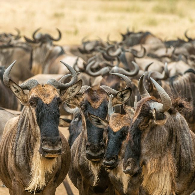 serengeti migration 12 days