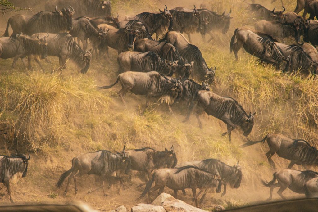 How To Plan and Book Wildebeest Migration Safari