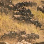 How To Plan and Book Wildebeest Migration Safari