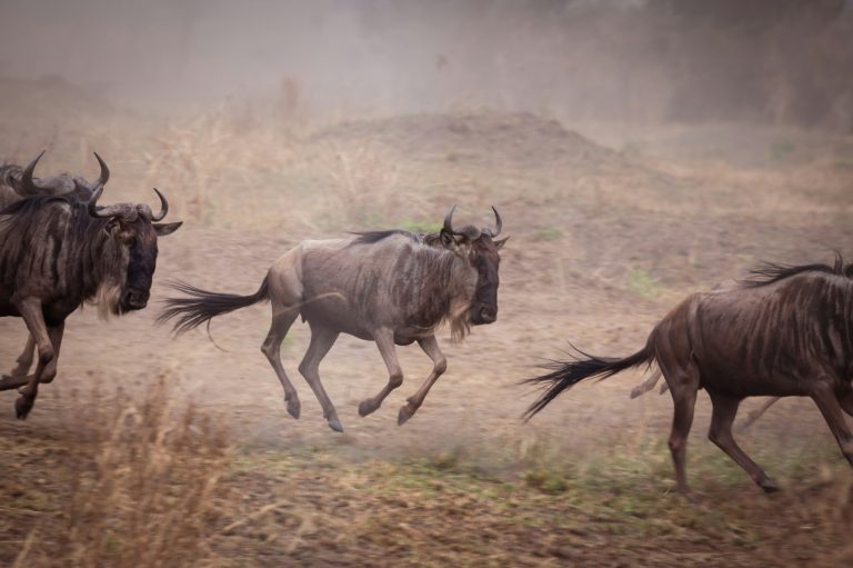 9 Days Western Serengeti Migration Safari