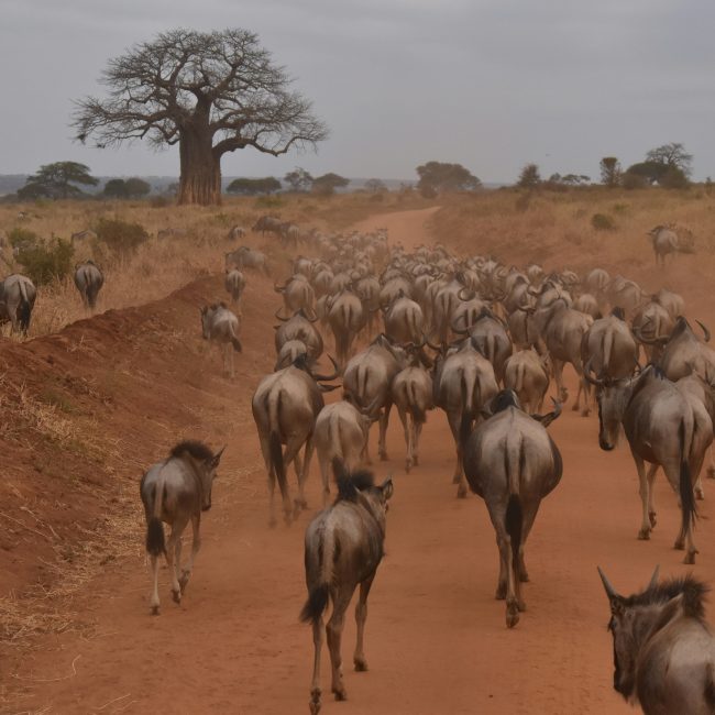 serengeti migration 9 days