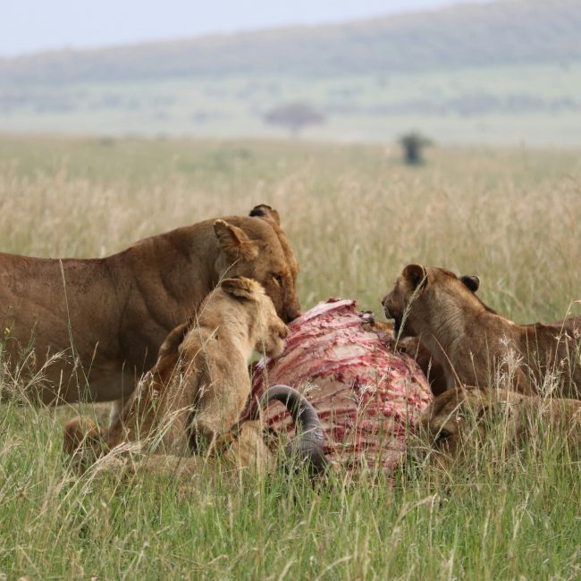 3-Day luxury Serengeti Bush Dinner Safari