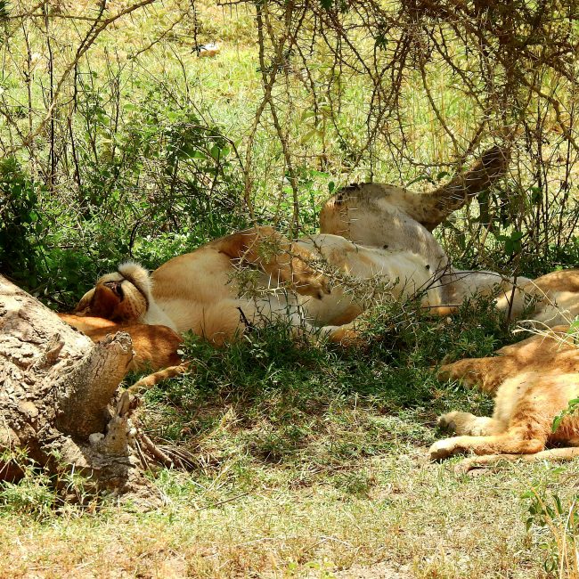 3-Days Serengeti Bush Dinner Safari