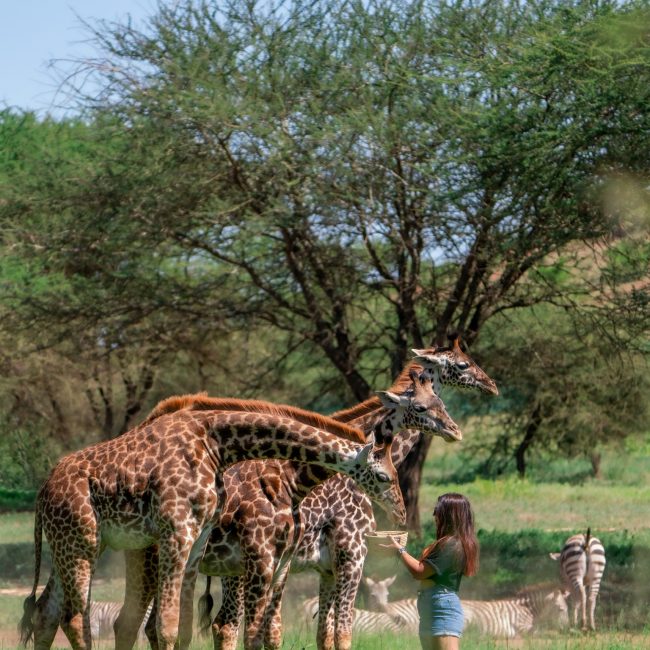 2 Days Serval Wildlife Park Tour from Moshi