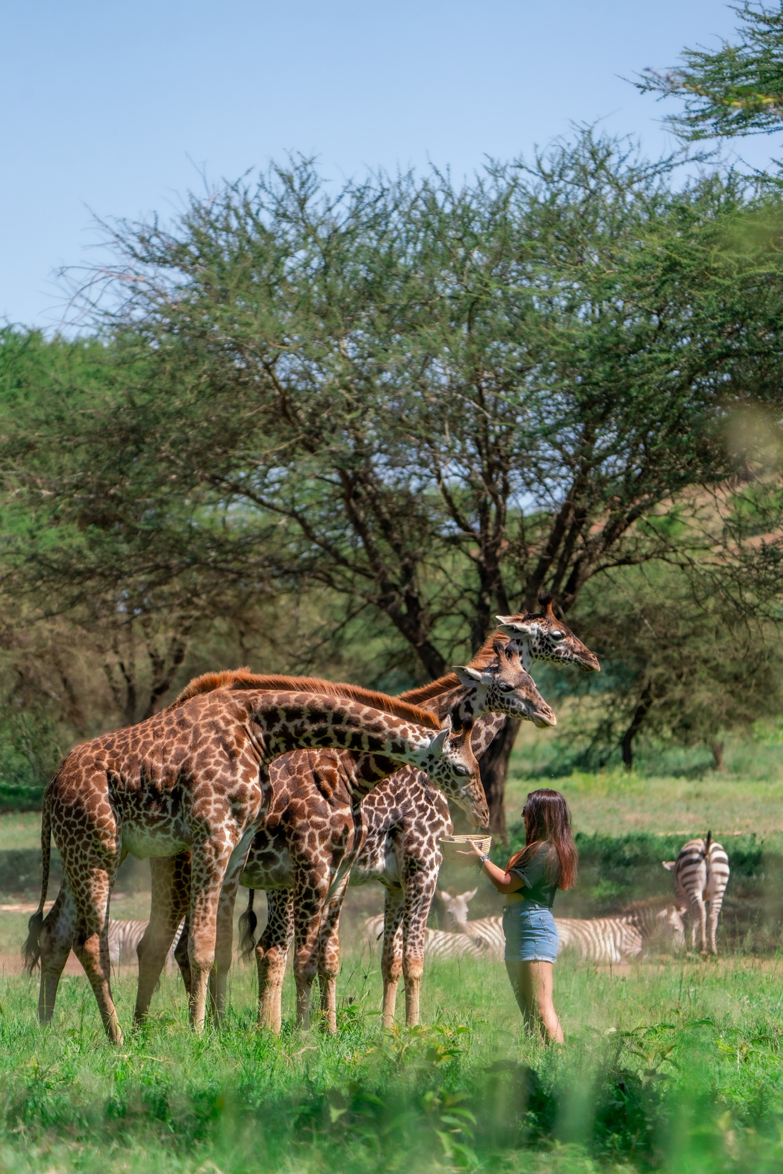 2 Days Serval Wildlife Park Tour from Moshi