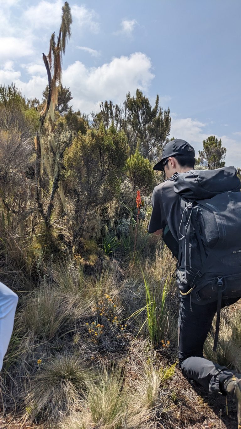 1 Day Kilimanjaro Machame route Day Hike
