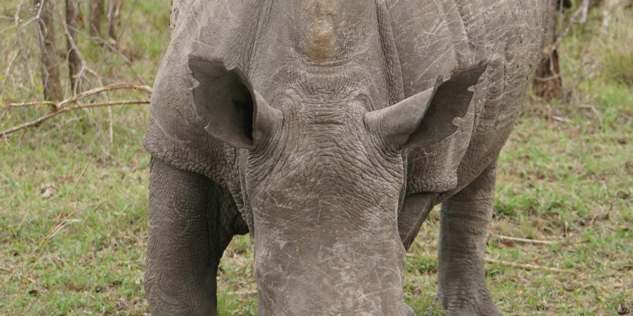 2 days mkomazi national park safari