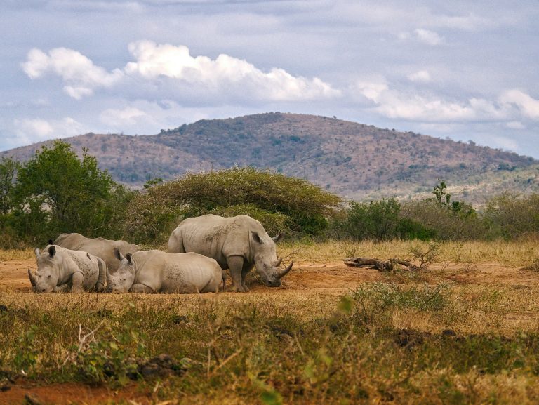 1 Day Mkomazi Safari From Moshi