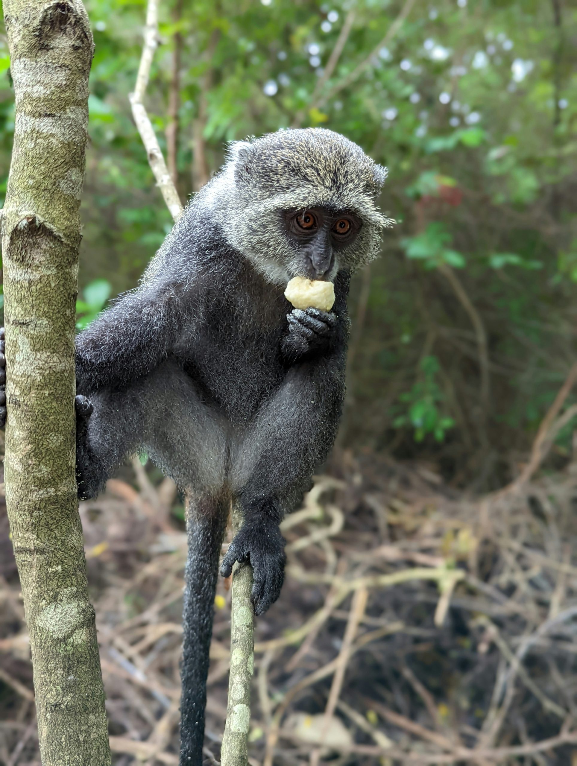 monkey on kilimanjaro