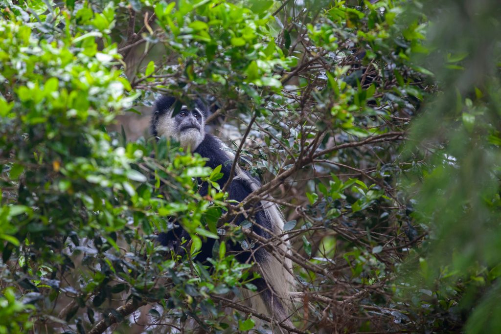 Colobus Monkey in kilimanjaro
