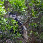 Colobus Monkey in kilimanjaro