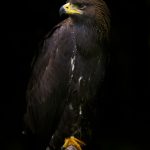 Birdwatching at Lake Manyara & Tarangire National Park