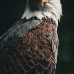 birdwaching serengeti and ngongoro