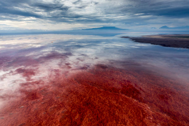 can you swimming lake natron