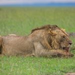 what are safari big 5