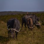 what is the best time to do an african safari