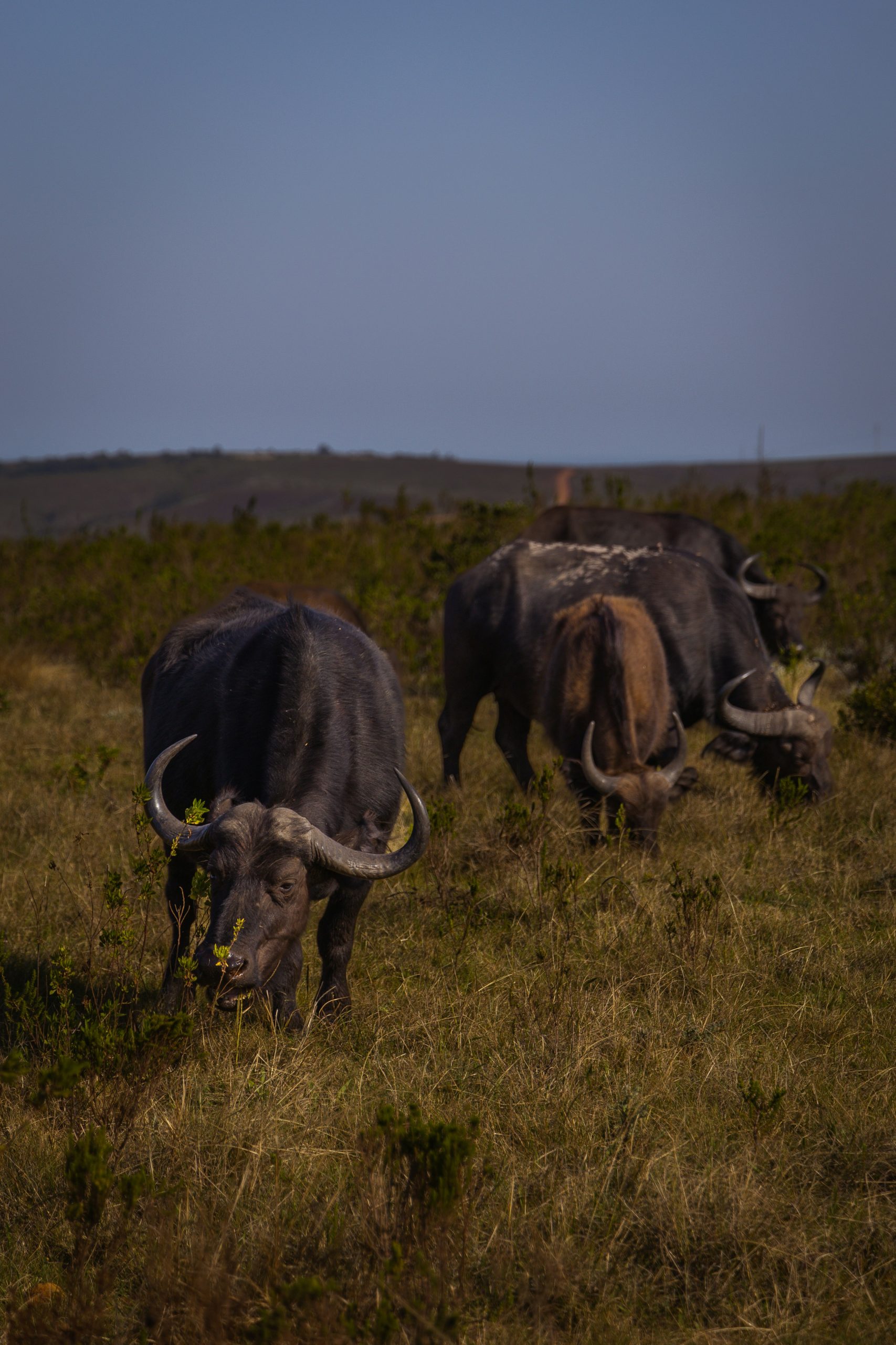 what is the best time to do an african safari