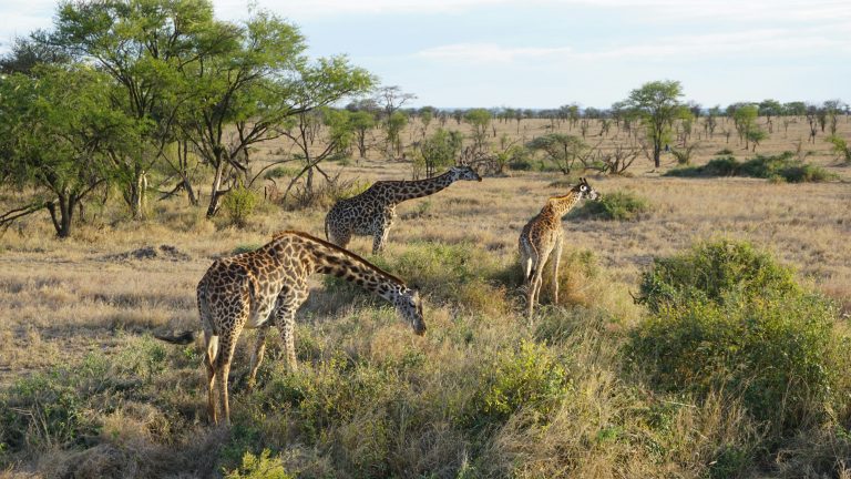 Mikumi National park