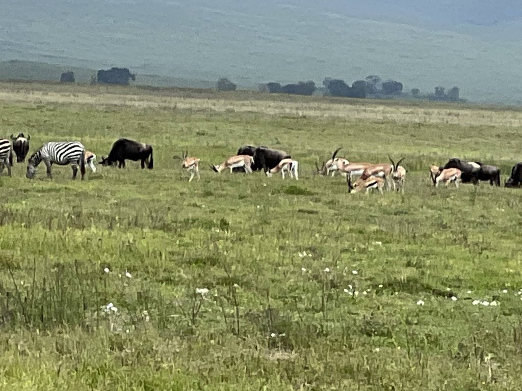 Why Ngorongoro Crater Is One of Africa’s Natural Wonders