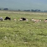 Why Ngorongoro Crater Is One of Africa’s Natural Wonders