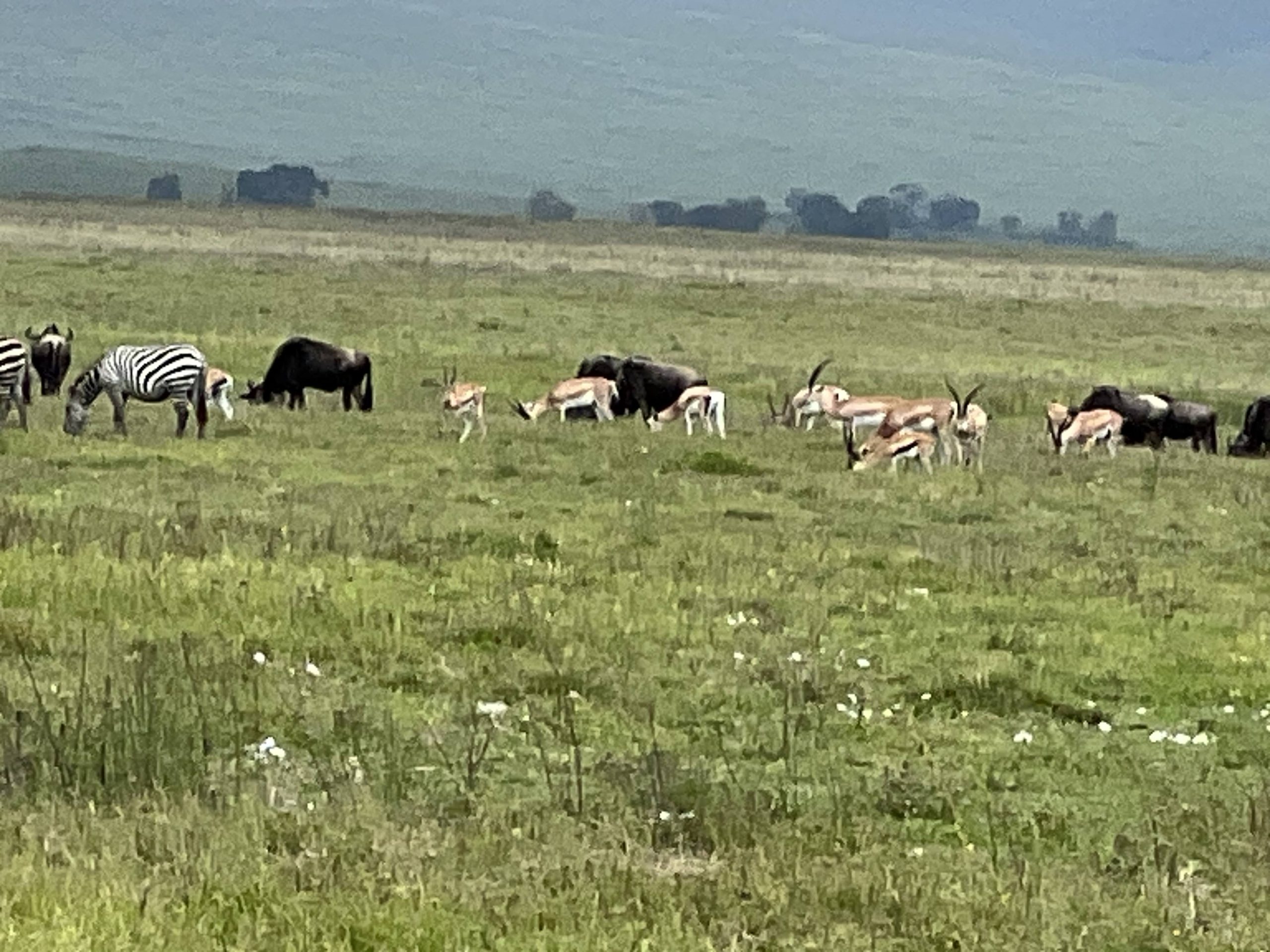 Why Ngorongoro Crater Is One of Africa’s Natural Wonders