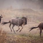 Northern Serengeti – Best for the Great Migration River Crossings